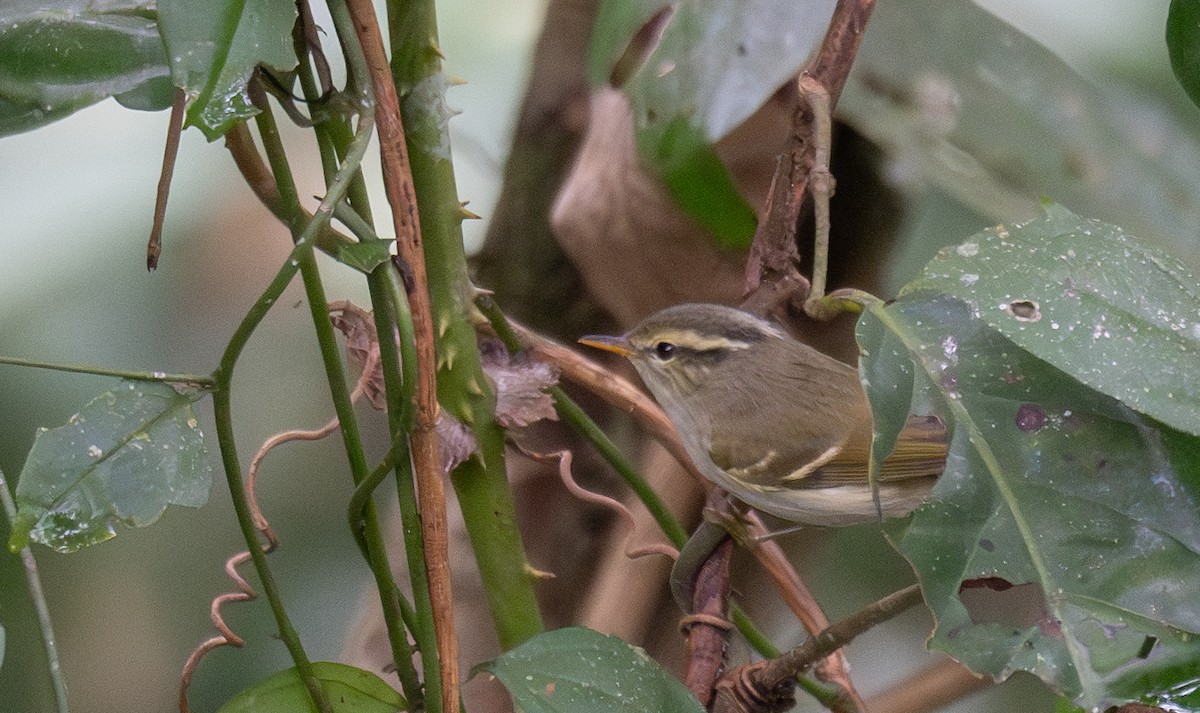 Blyth's Leaf Warbler - ML613052876