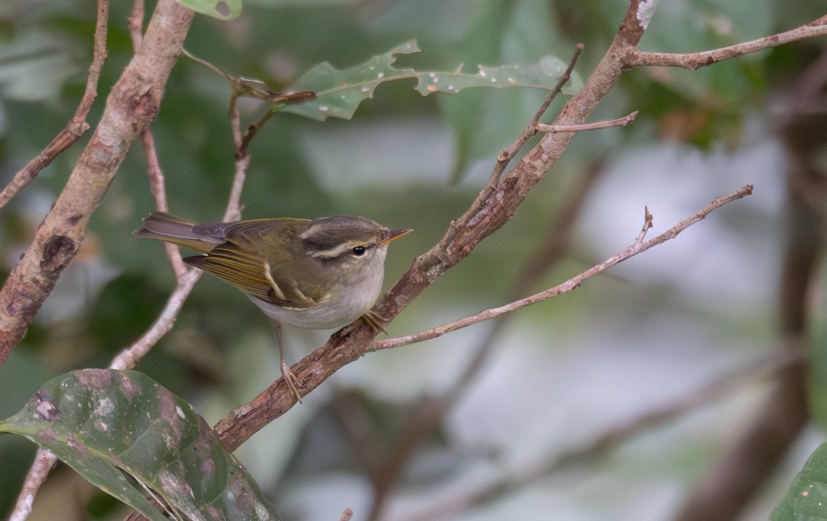 Blyth's Leaf Warbler - ML613052877