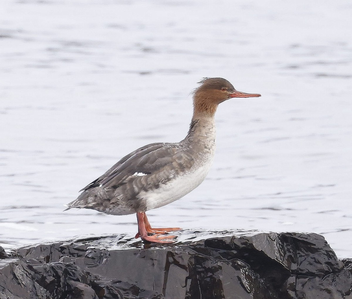 Red-breasted Merganser - ML613052881