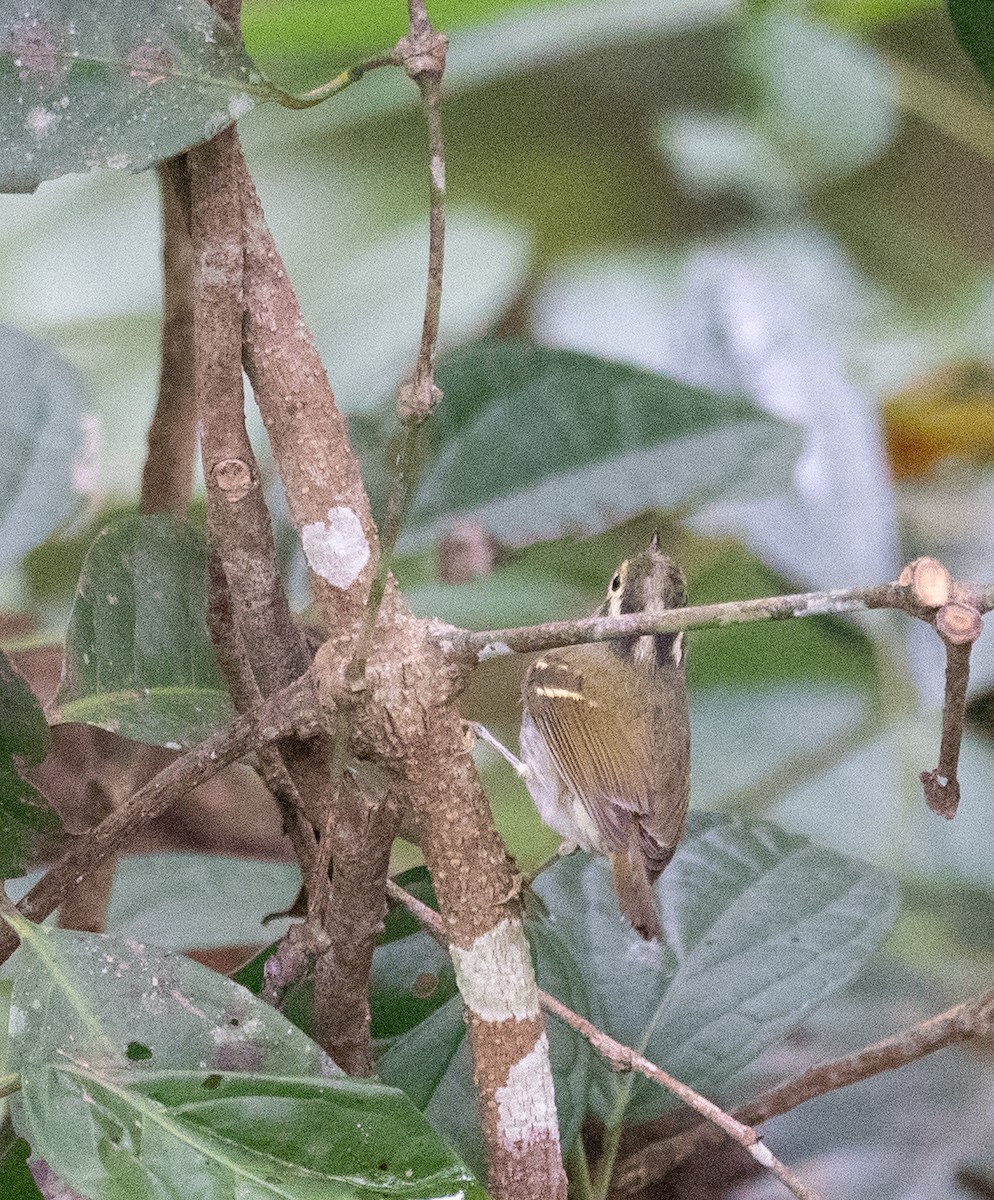 Blyth's Leaf Warbler - ML613052883
