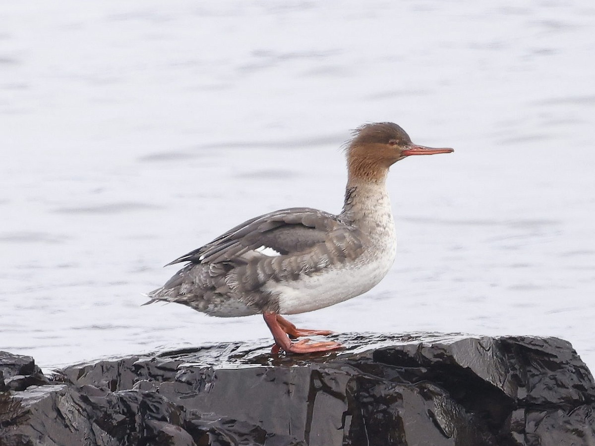 Red-breasted Merganser - ML613052919