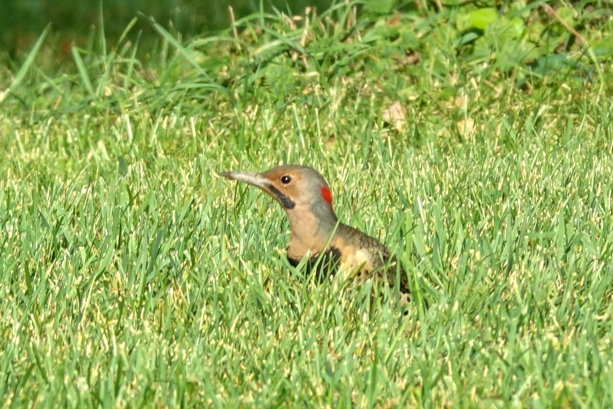 Northern Flicker (Yellow-shafted) - ML613052955