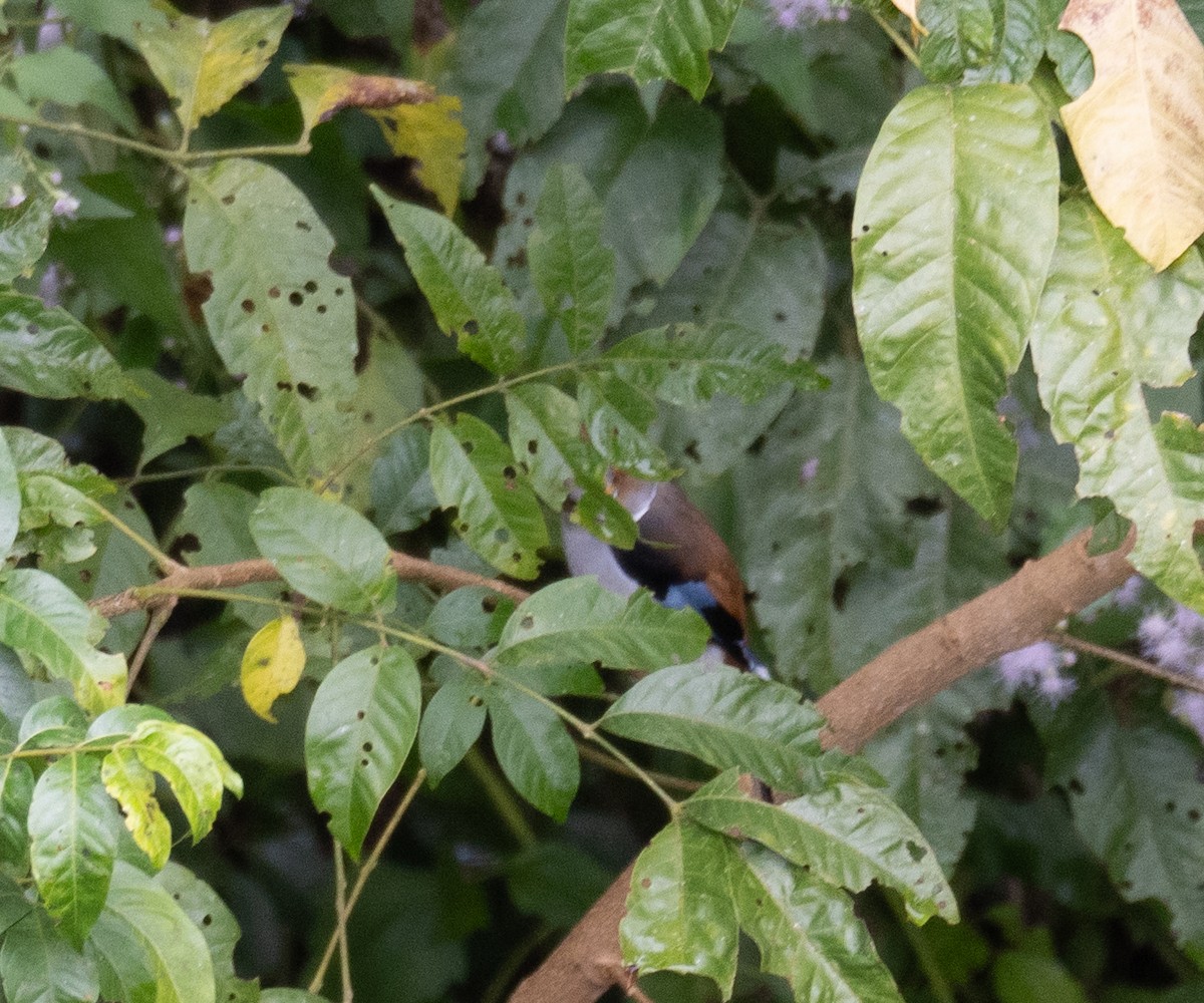 Silver-breasted Broadbill - ML613052996