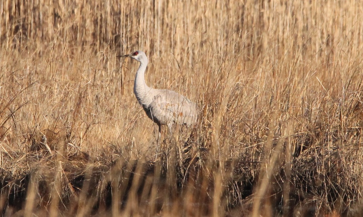 Sandhill Crane - ML613053015