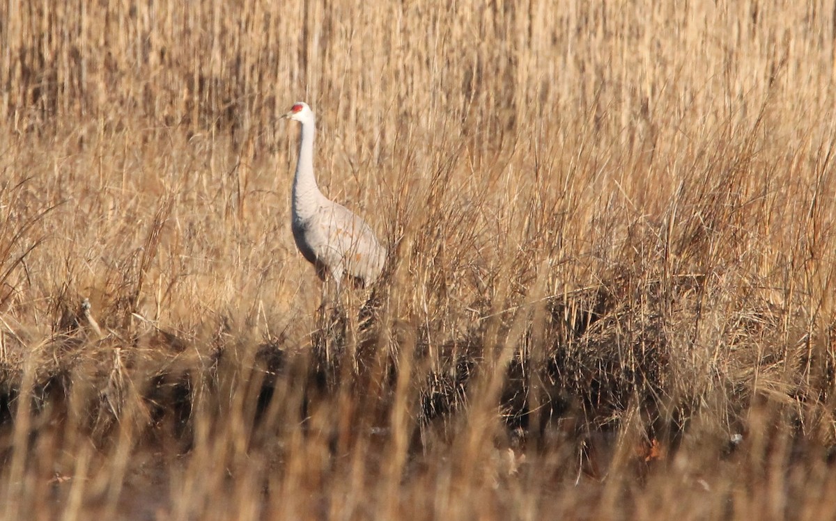 Sandhill Crane - Lisa Monachelli