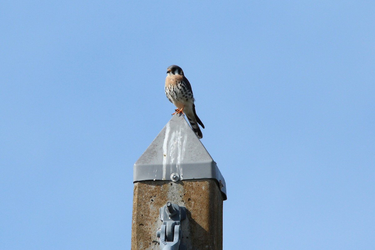 American Kestrel - ML613053041