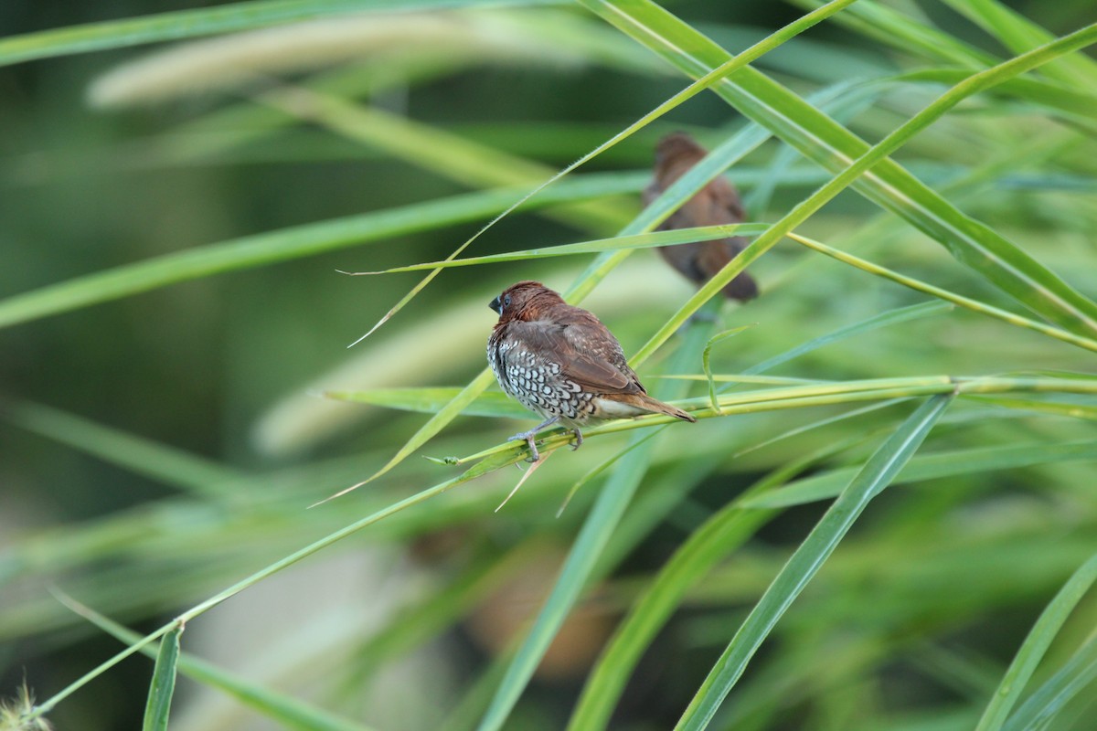 Scaly-breasted Munia - Robin Cooper