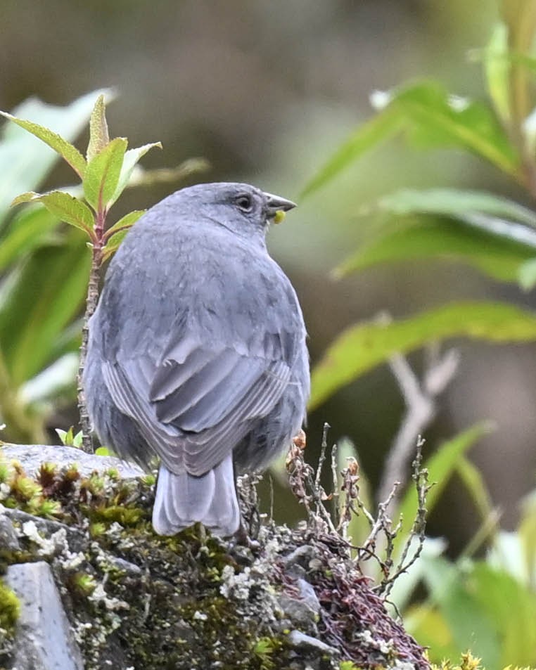 Boulder Finch - ML613053095