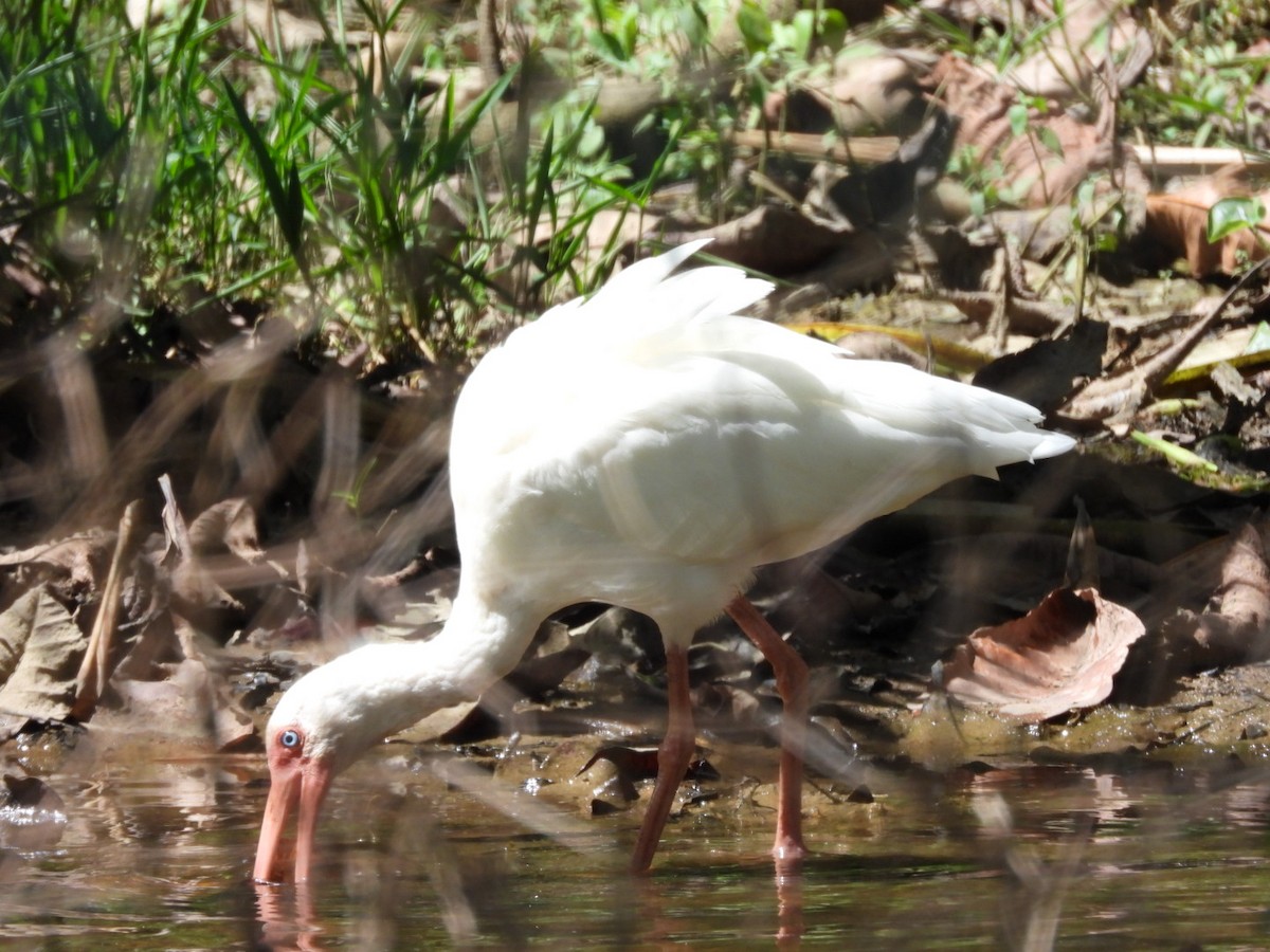 Ibis blanc - ML613053137