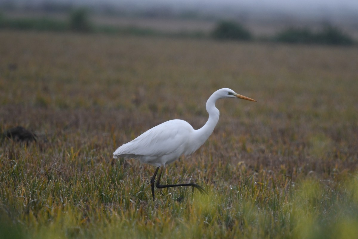 Great Egret - Andre Vieira