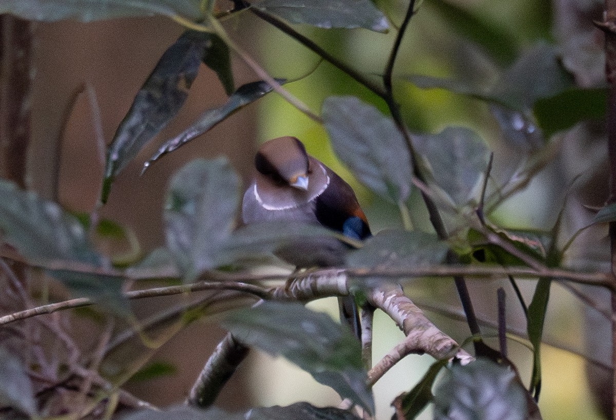 Silver-breasted Broadbill - ML613053186