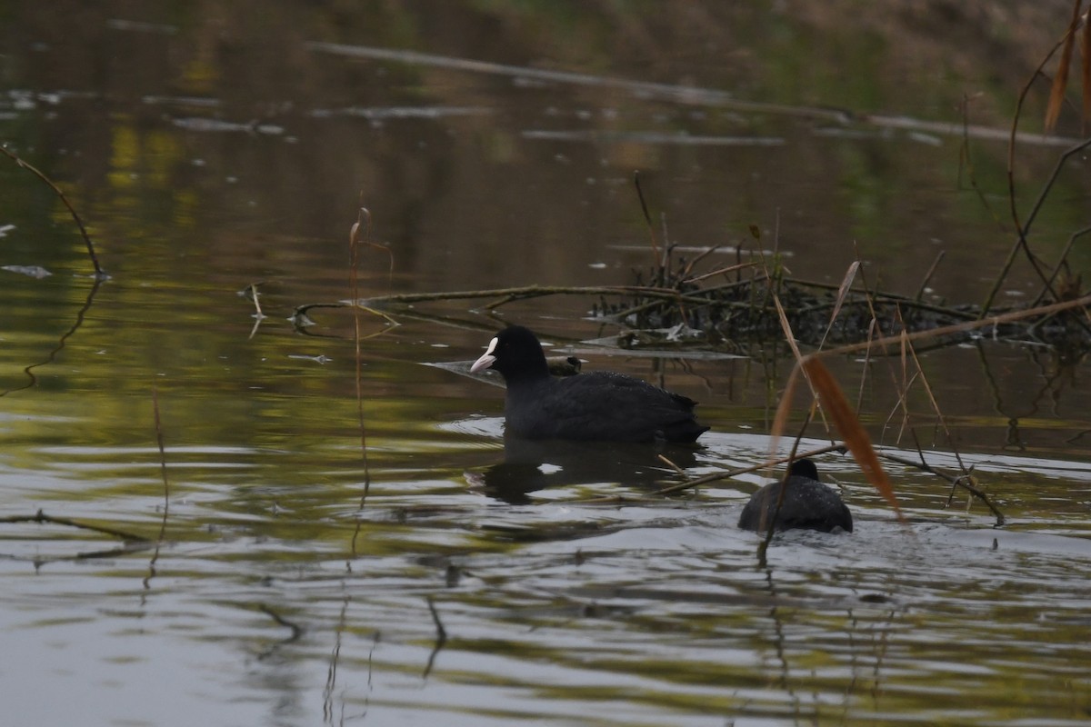 Eurasian Coot - ML613053194