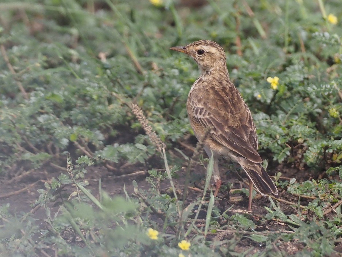 African Pipit (African) - Stephan Lorenz