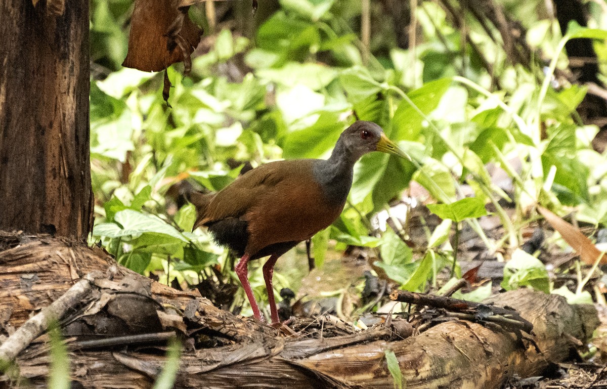 Gray-cowled Wood-Rail (Gray-cowled) - ML613053314