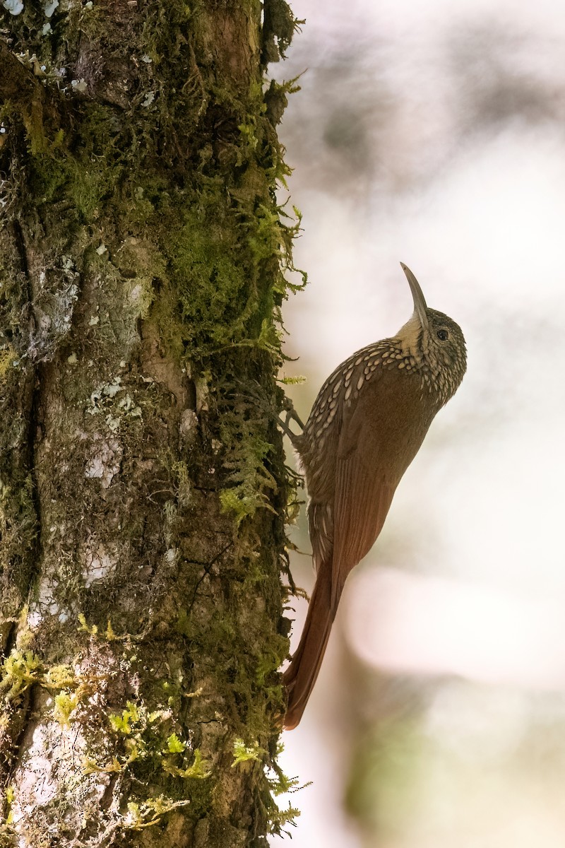 Spot-crowned Woodcreeper - ML613053358