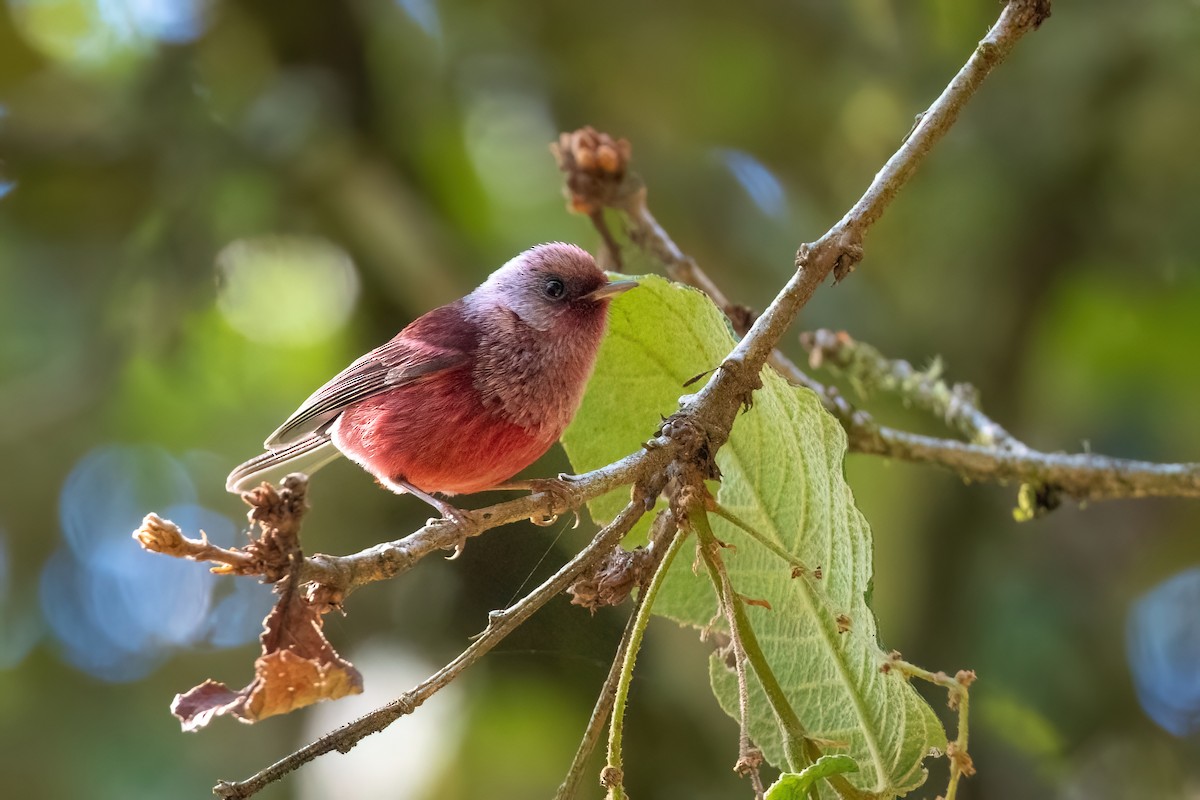 Pink-headed Warbler - Adam Jackson