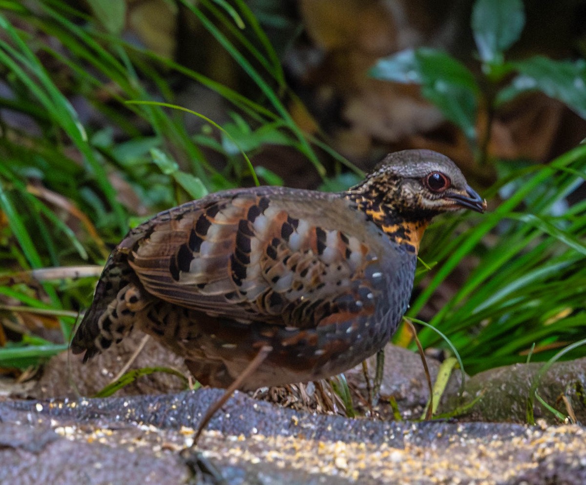 Rufous-throated Partridge - ML613053437