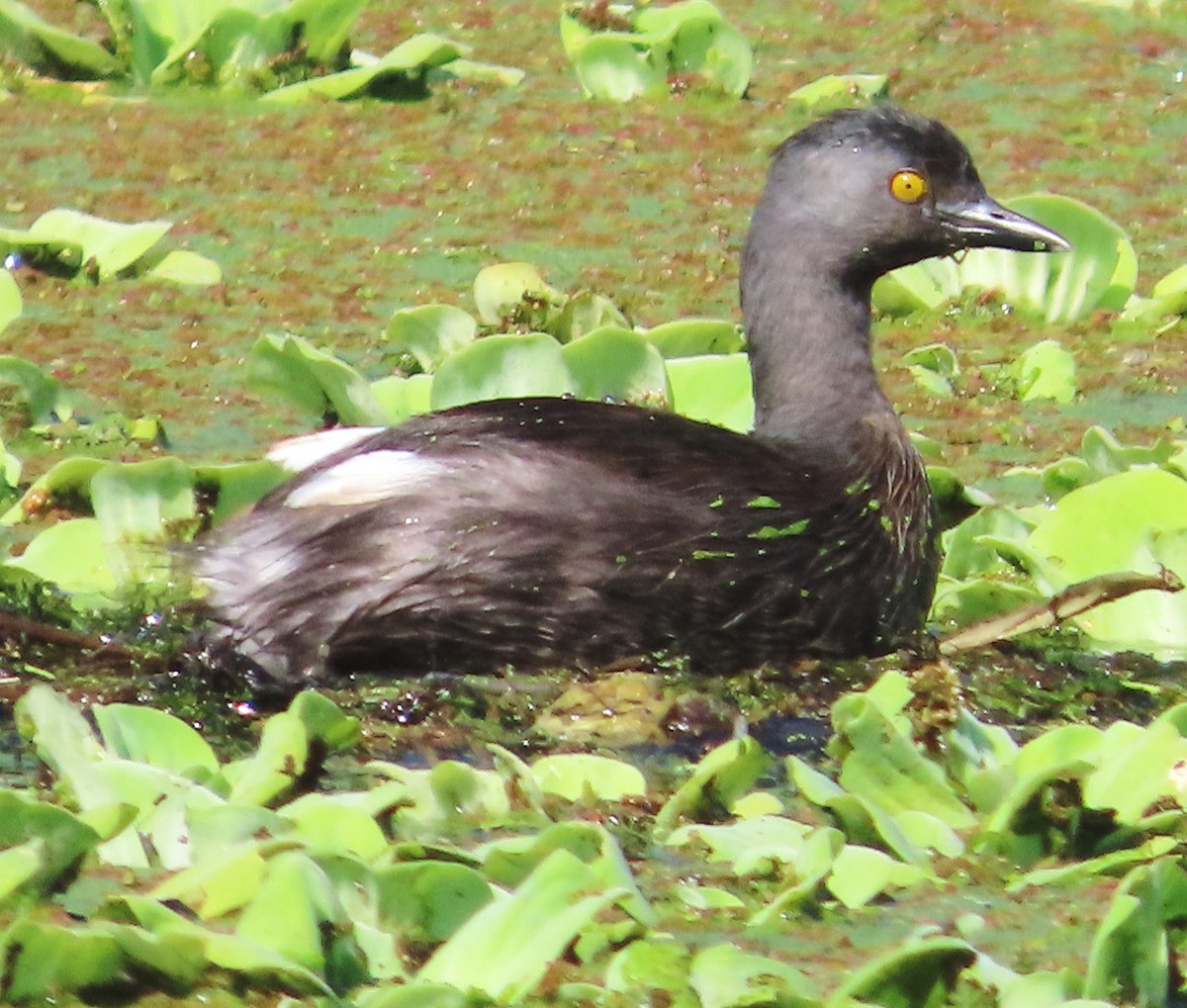 Least Grebe - ML613053451