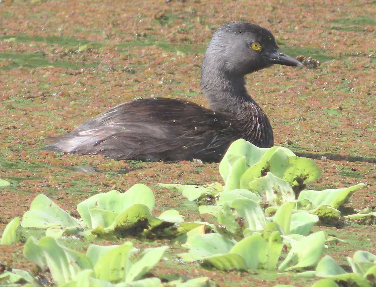 Least Grebe - ML613053454