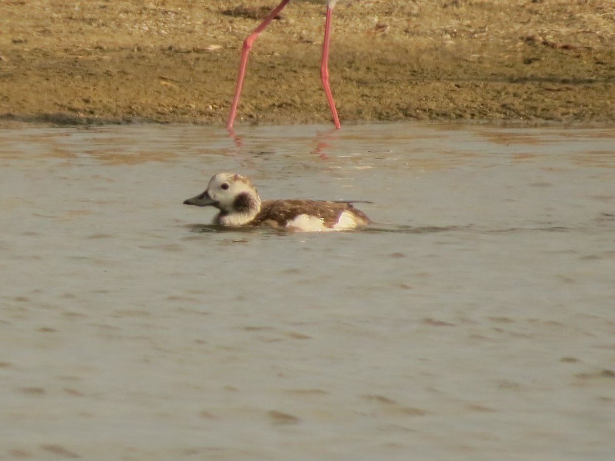 Long-tailed Duck - Steve Kaiserman