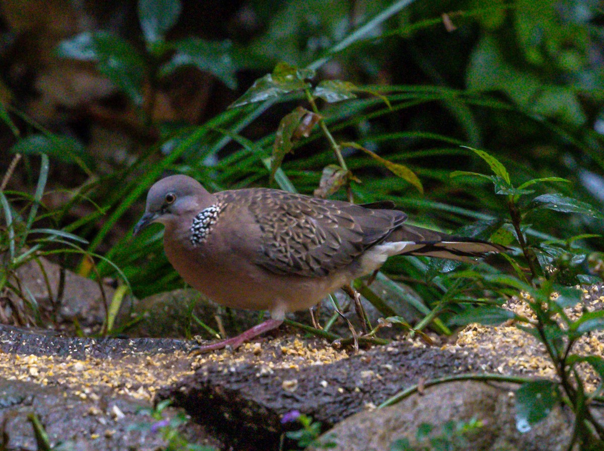 Spotted Dove - ML613053500
