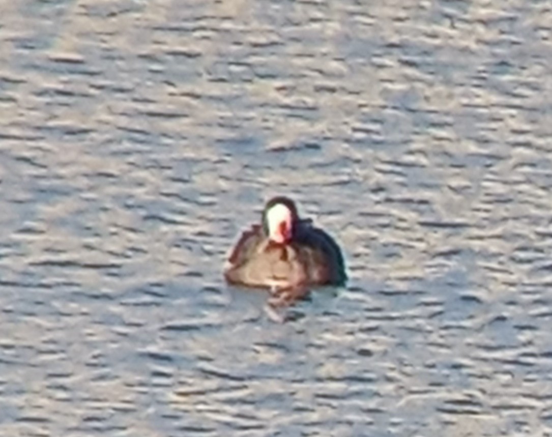 Greater White-fronted Goose - ML613053510