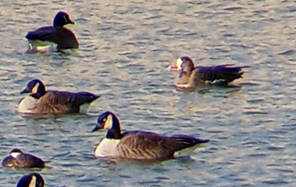 Greater White-fronted Goose - ML613053511