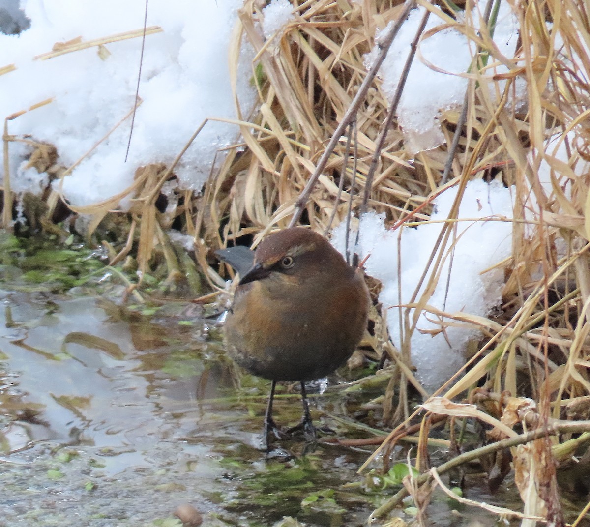 Rusty Blackbird - John Parker