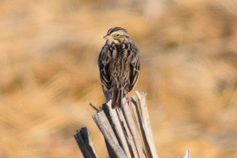 Savannah Sparrow - ML613053536