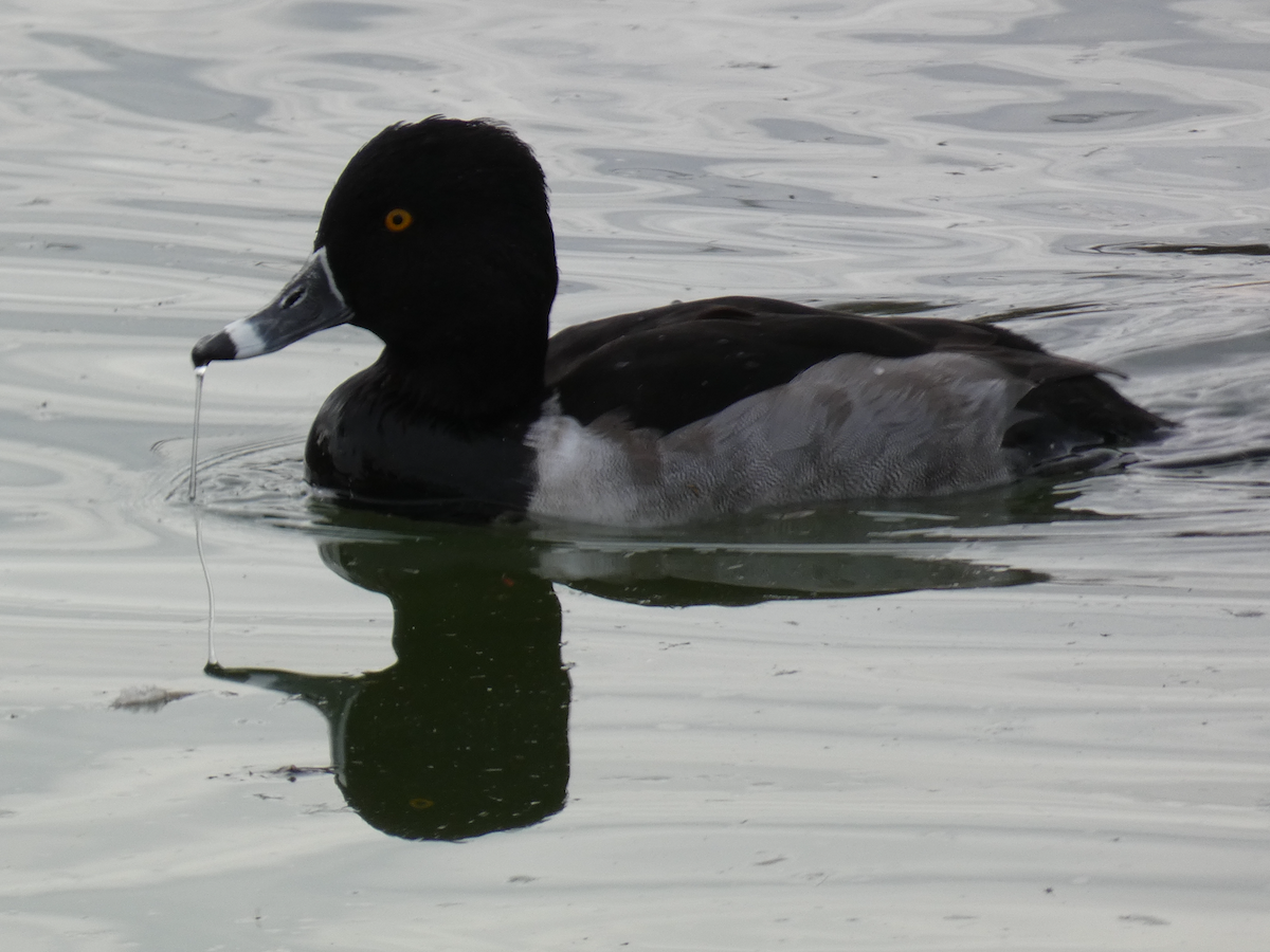 Ring-necked Duck - ML613053593