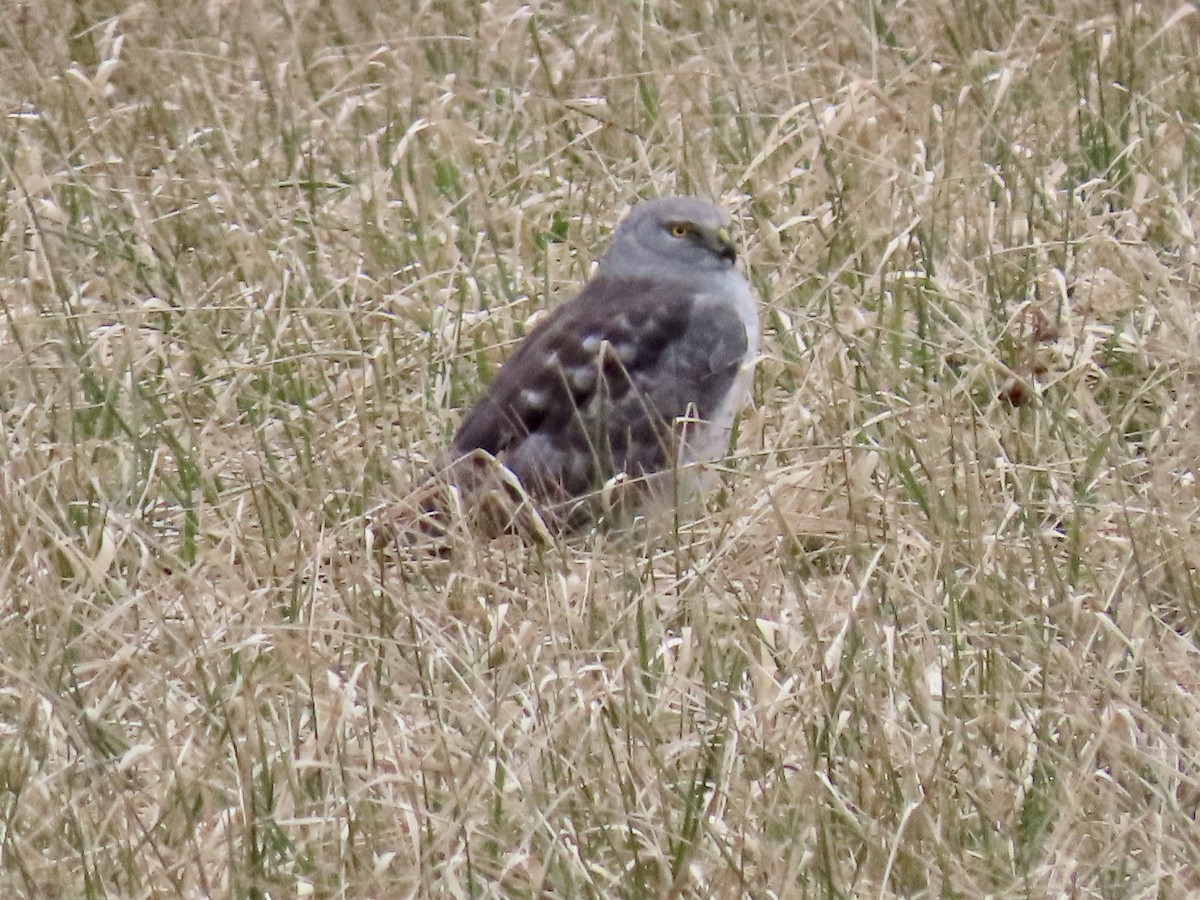 Northern Harrier - ML613053670