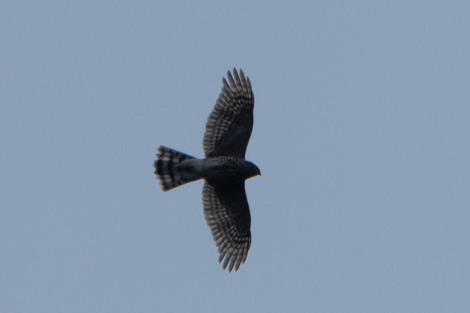 Sharp-shinned Hawk - ML613053731