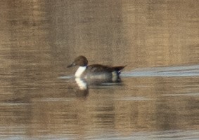 Northern Pintail - ML613053747