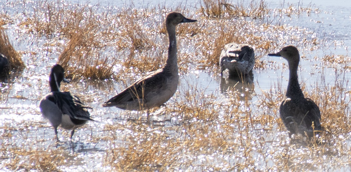 Northern Pintail - ML613053765