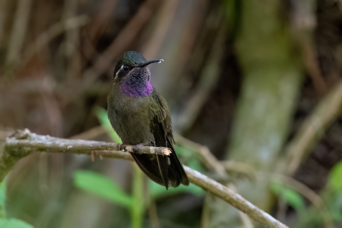 Amethyst-throated Mountain-gem - Adam Jackson