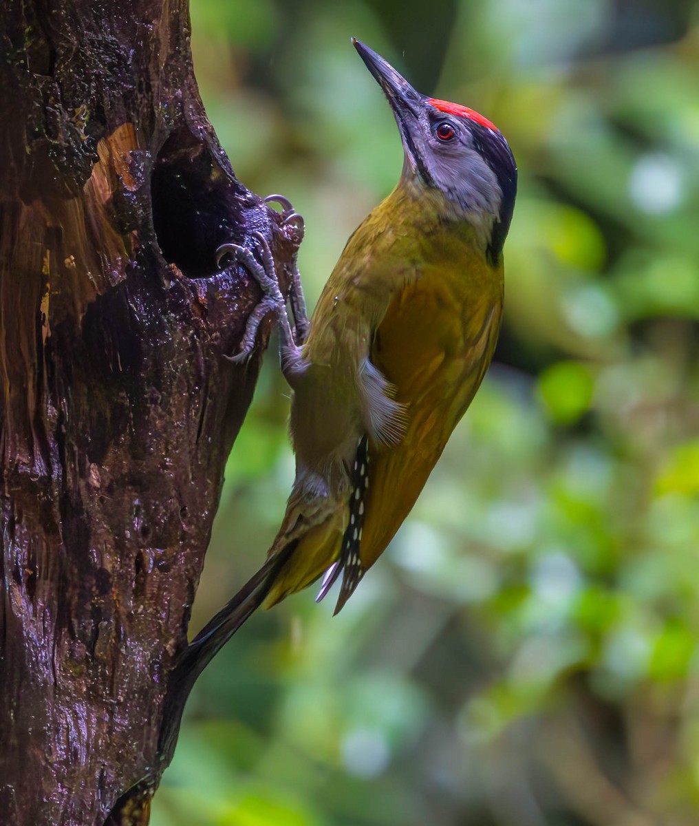 Gray-headed Woodpecker (Black-naped) - ML613053833