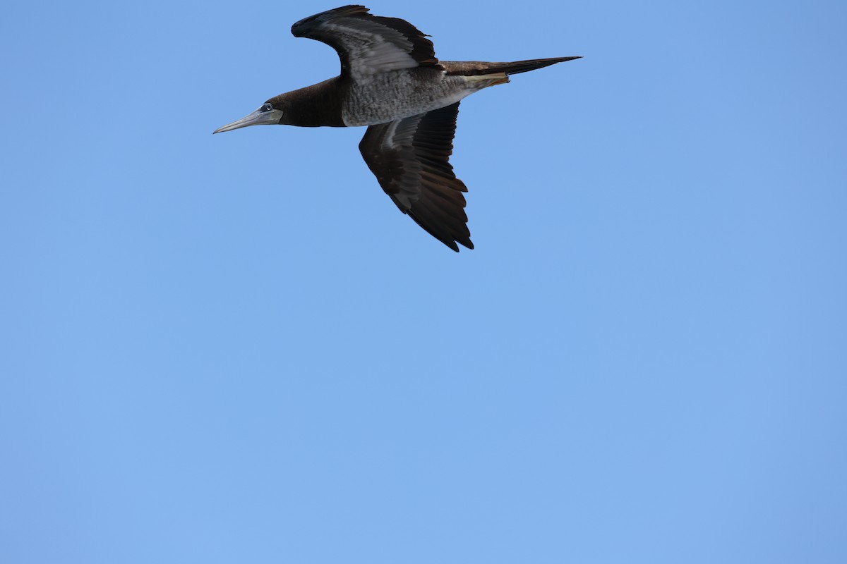 Brown/Cocos Booby - ML613053911