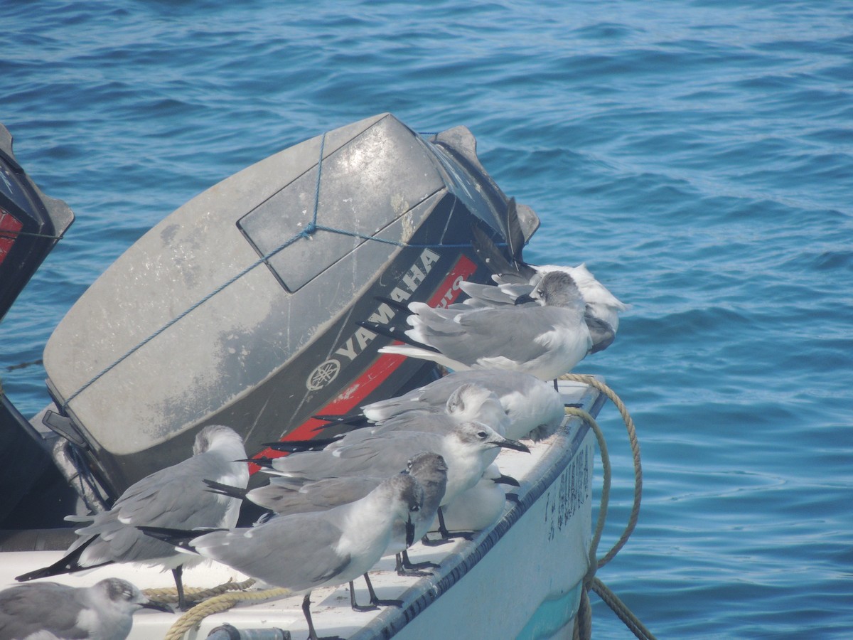 Laughing Gull - ML613053931