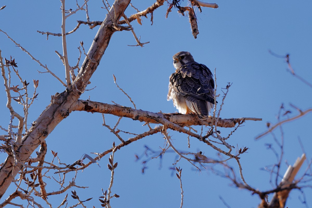 Prairie Falcon - Tory Mathis