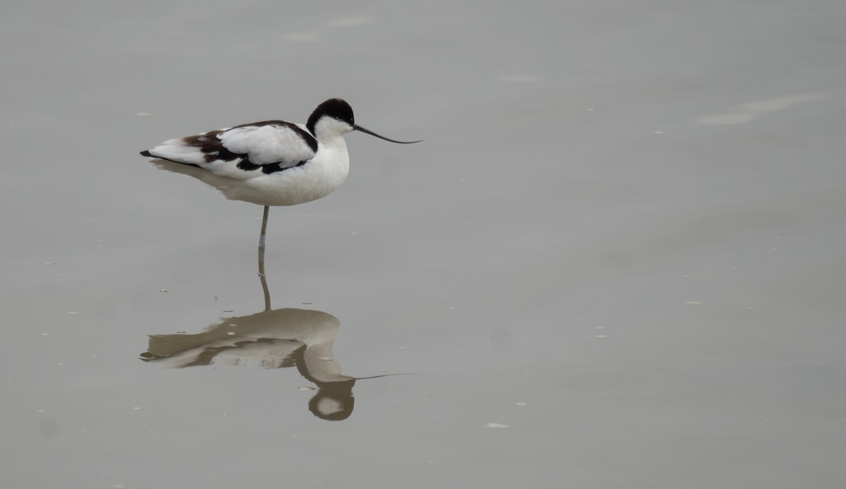 Pied Avocet - ML613054065