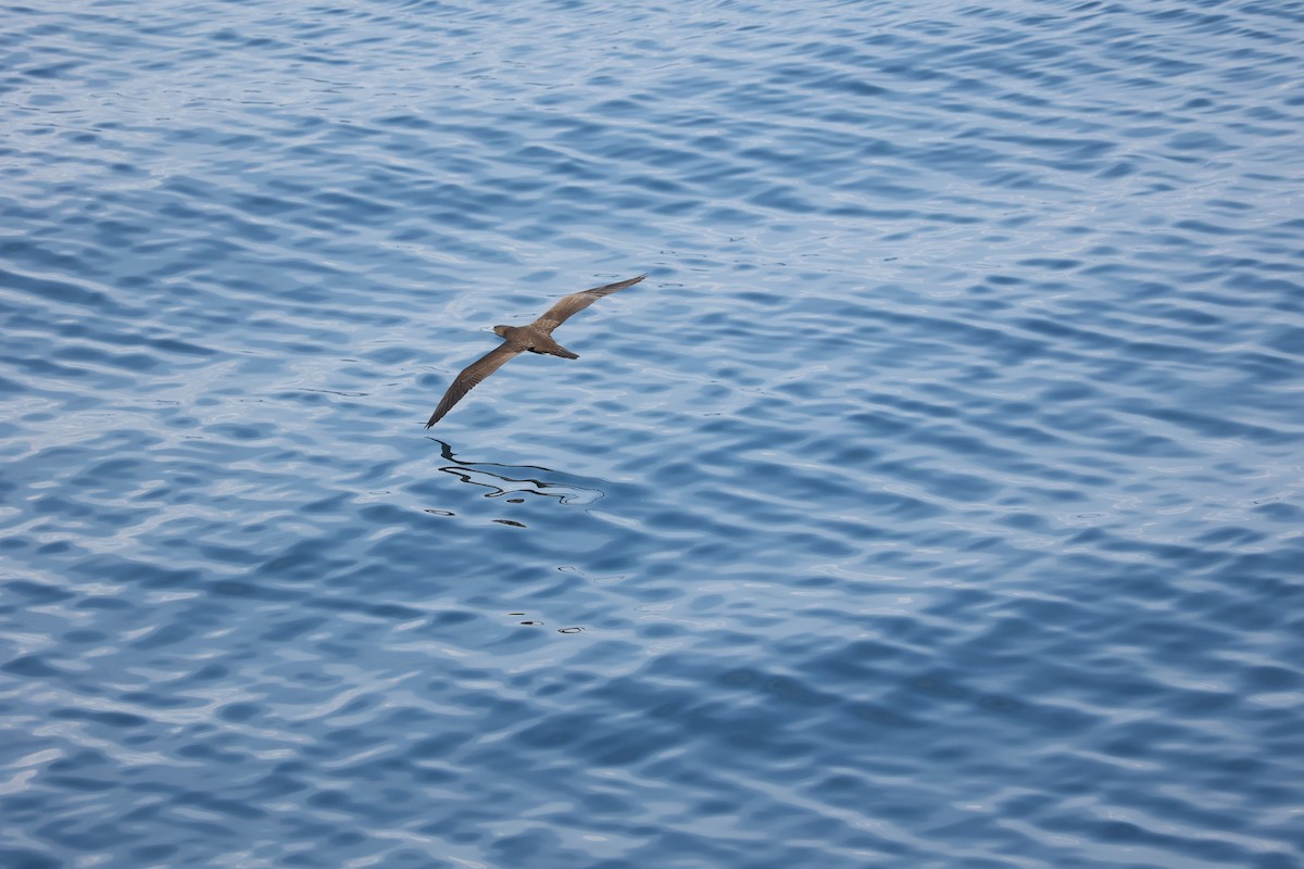 Brown/Cocos Booby - ML613054079