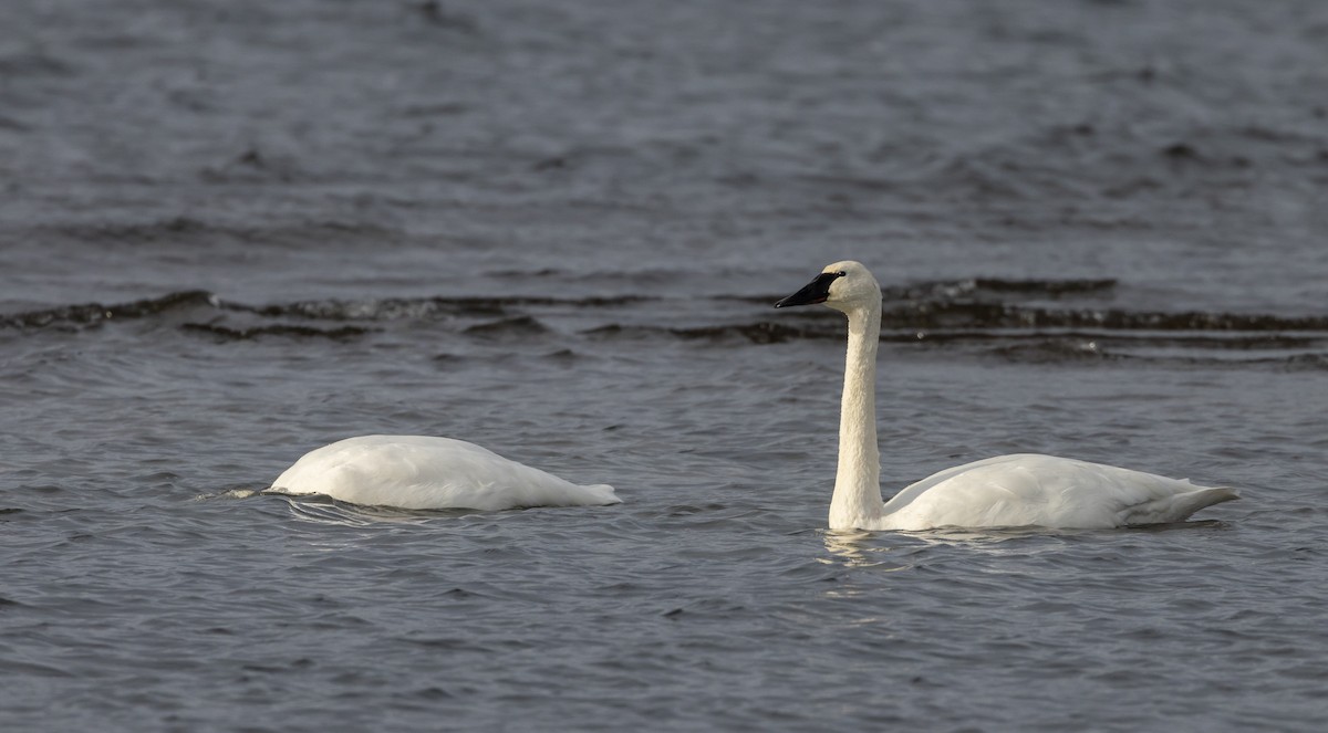 Trumpeter Swan - ML613054143