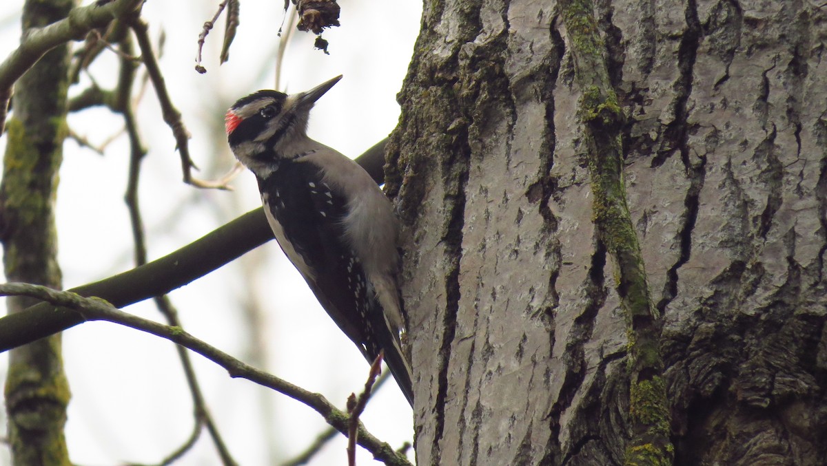 Hairy Woodpecker - ML613054160