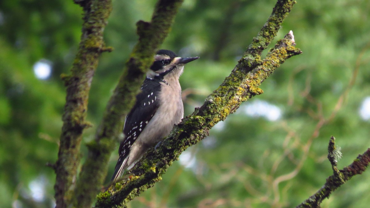 Hairy Woodpecker - ML613054161