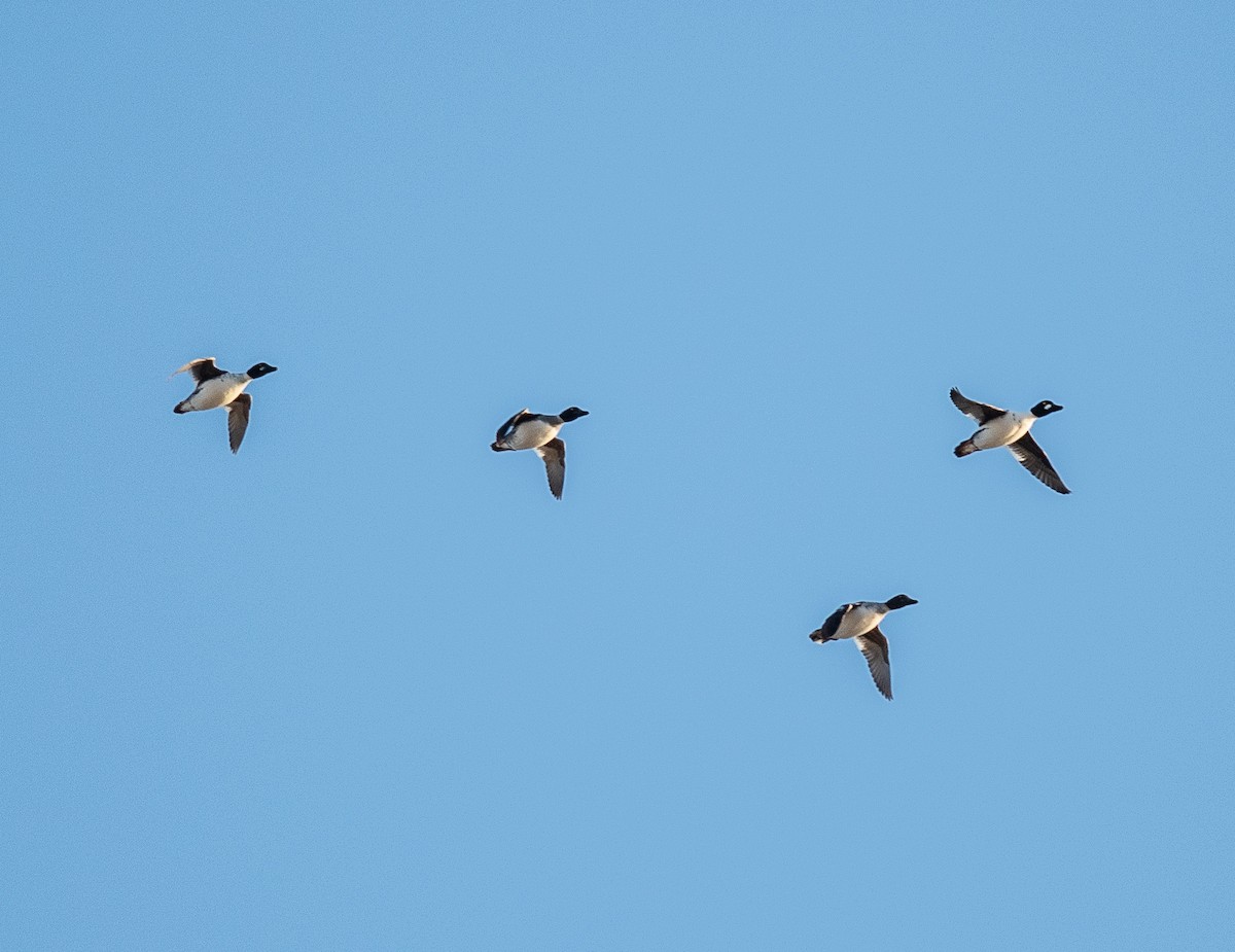 Common Goldeneye - ML613054193