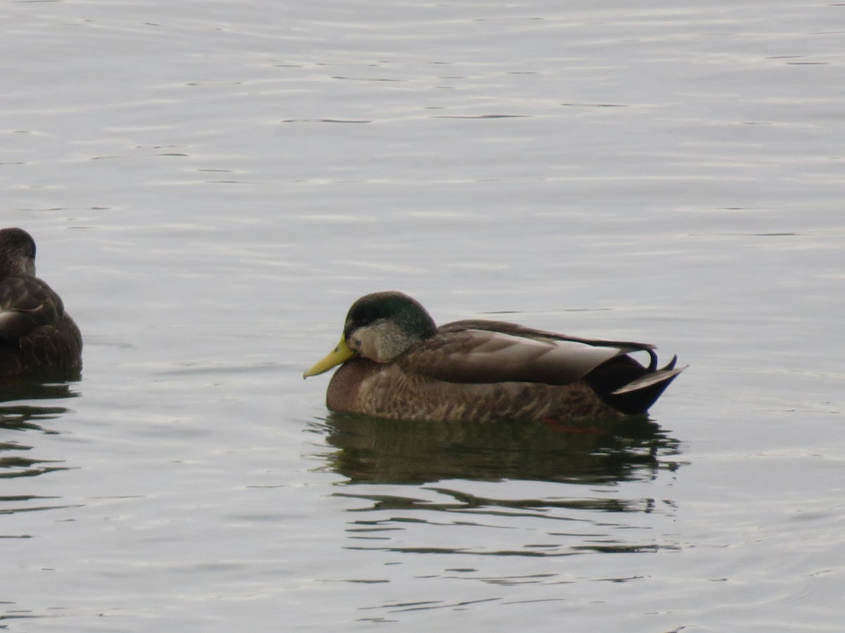 Mallard x American Black Duck (hybrid) - Travis Carroll