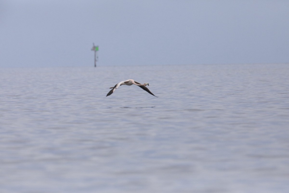 American Flamingo - ML613054229