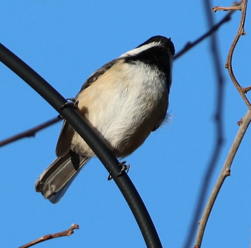 Mésange à tête noire - ML613054250