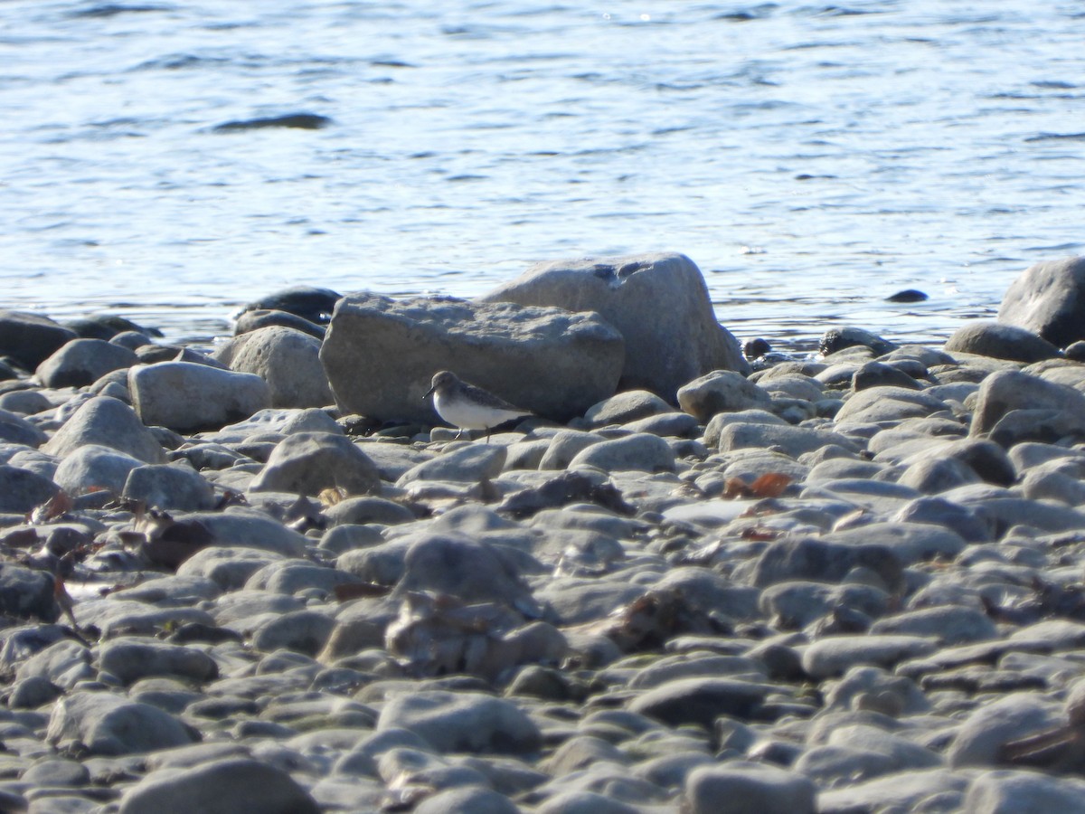 Bécasseau minuscule - ML613054282