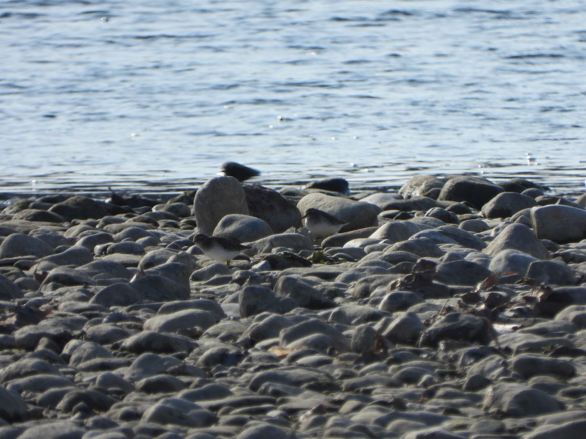 Bécasseau minuscule - ML613054283